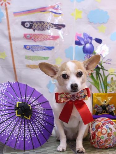 20240518うにちゃん